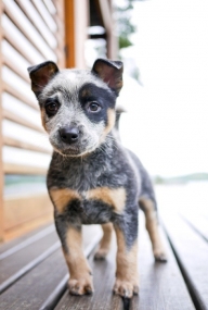 Lovely pet