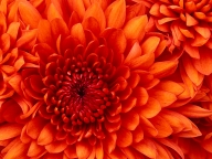 orange flower