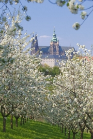 Praga