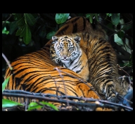 Baby tiger